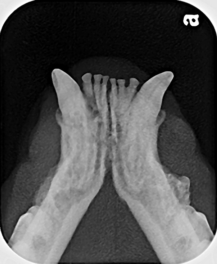 Feline radiograph example